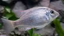 Lethrinops Lethrinus 