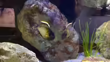 Lethrinops micrentodon