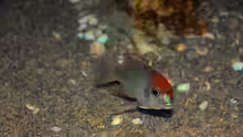 Lethrinops sp. red cap