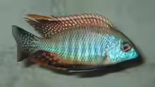 Lethrinops sp. rainbow tanzania