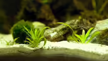 Letzte Reste der Echinodorus :D