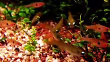 Leuchtaugen und Rasbora