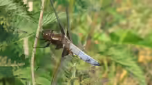 Libellula depressa