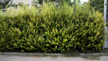Ligustrum ovalifolium