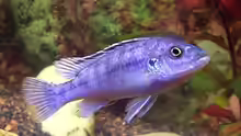 Likoma Männchen (Melanochromis Exasperatus)