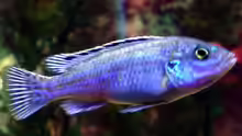 Likoma Weibchen (Melanochromis Exasperatus)