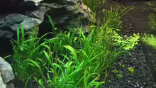 Lilaeopsis brasiliensis