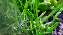 Lilaeopsis brasiliensis