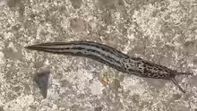 Limax maximus