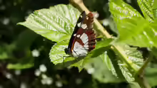 Limenitis camilla