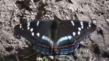 Limenitis populi