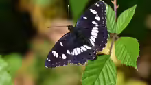Limenitis reducta