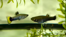 Limia melanogaster