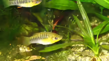 Limia nigrofasciata
