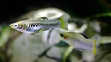 Limia perugiae