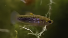 Limia sulphurophila