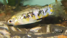 Limia vittata