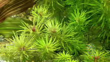 Limnophila aromatica