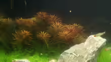 Limnophila aromatica