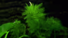 Limnophila sessiliflora - Blütenstielloser Sumpffreund 