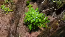 Limnophila sessiliflora, dahinter sieht man Pogostemon erectus, Javafarn und Rotala