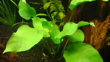 linke anubias barteri