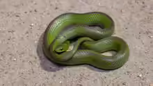 Liophis jaegeri