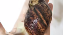 Lissachatina reticulata
