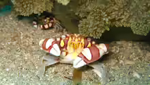 Lissocarcinus laevis