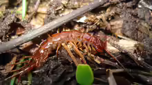 Lithobius forficatus