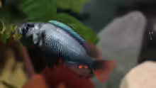 Lithochromis rubripinnis