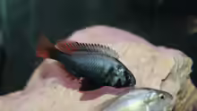 Lithochromis rubripinnis