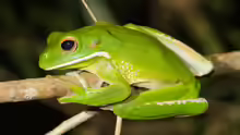 Litoria infrafrenata