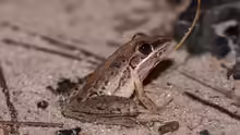 Litoria nasuta