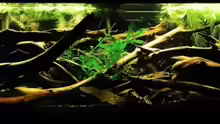 Little Pleco Stream
