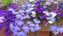Lobelia erinus