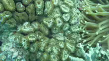 Lobophyllia corymbosa