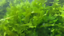 Lomariopsis lineata