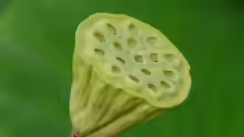 Lotuskapsel