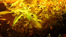 Ludwigia arcuata x repens 07.06.2012