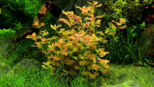 Ludwigia ovalis