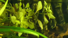 Ludwigia repens