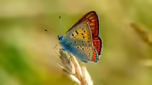 Lycaena alciphron