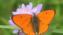 Lycaena dispar