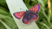 Lycaena helle