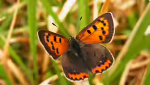 Lycaena phlaeas