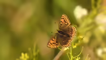 Lycaena tityrus