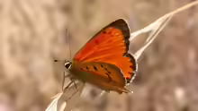 Lycaena virgaureae