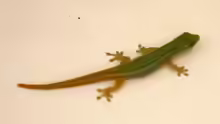 Lygodactylus conraui