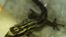 Lygodactylus kimhowelli